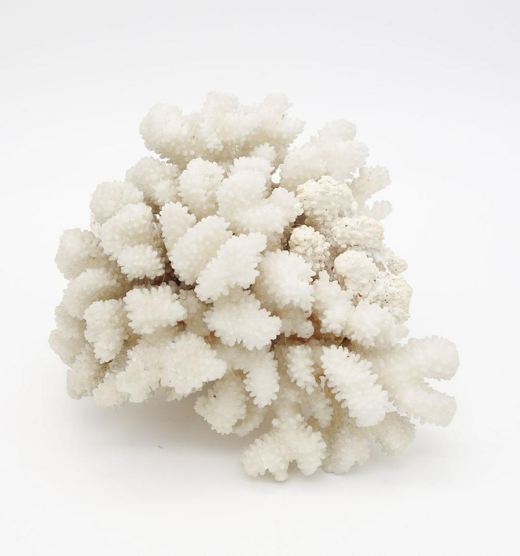Estate Found Natural White Cluster Cats Paw Coral Specimen Pocillopora Eydouxi 2.25lbs (1 of 6)