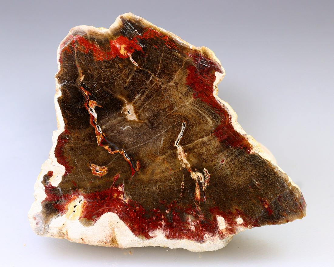 Beautiful Large Slab of South East Asian Petrified Wood Million Years Fossil: Thousand Planet Auction House Treasure Auction Day, all major kinds of Mineral, you will find in today's auctions. Join us and add our auction into your calendar. Today auction including Artifacts, Mi