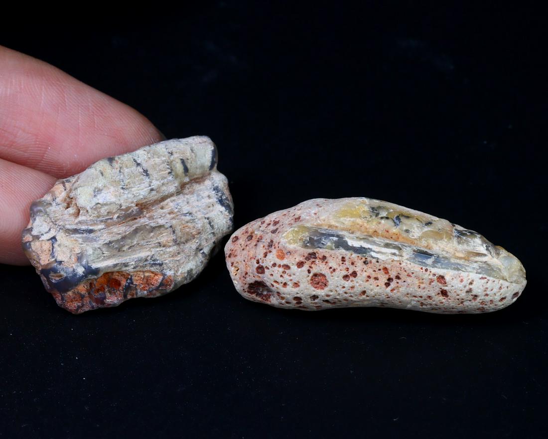Rare Dinosaur Bone Fossil Lightning Ridge Fossilized Opal 39.50Ct 35x13x10mm: Thousand Planet Auction House Treasure Auction Day, all major kinds of Mineral, you will find in today's auctions. Join us and add our auction into your calendar. Today auction including Artifacts, Mi