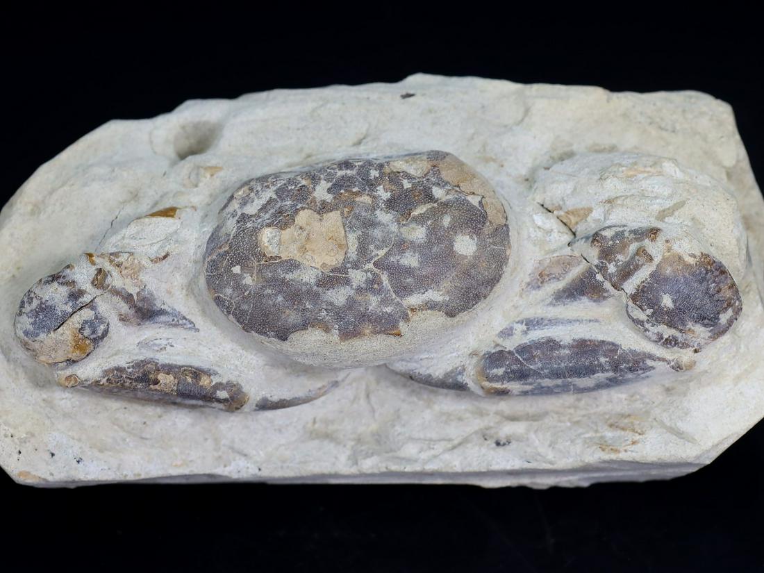 337g Rare Crab Fossil on Matrix Discover in Southeast Asian 13.5x6.5cm (1 of 6)