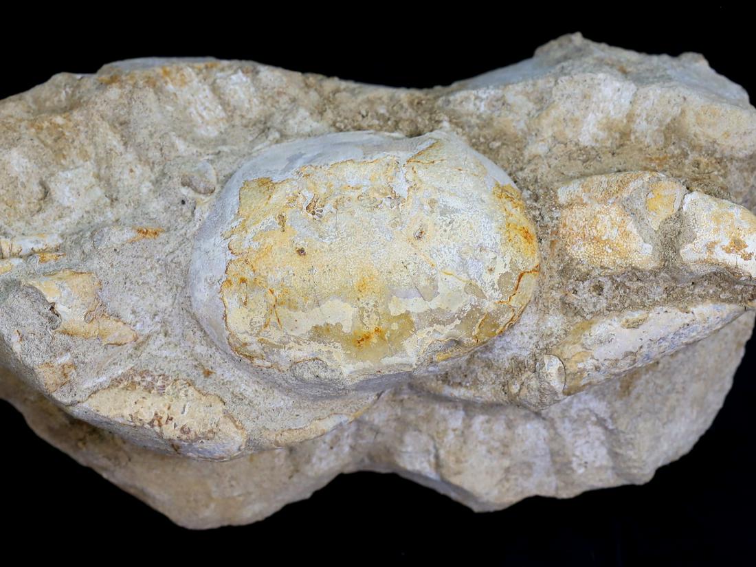 446g Rare Crab Fossil on Matrix Discover in Southeast Asian 13x6.5cm (1 of 7)