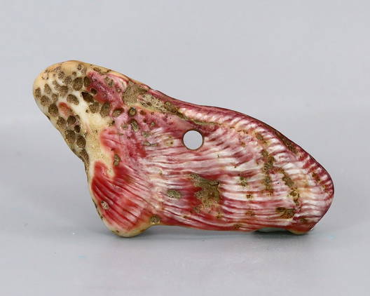 Coral Fossils
