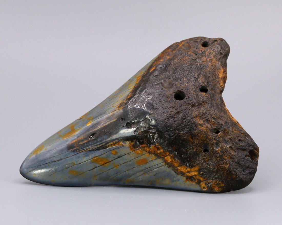Polished Carcharocles MEGALODON Shark Tooth Fossil 76.2gr: Thousand Planet Auction House Treasure Auction Day, all major kinds of Mineral, you will find in today's auctions. Join us and add our auction into your calendar. Today auction including Artifacts, Mi