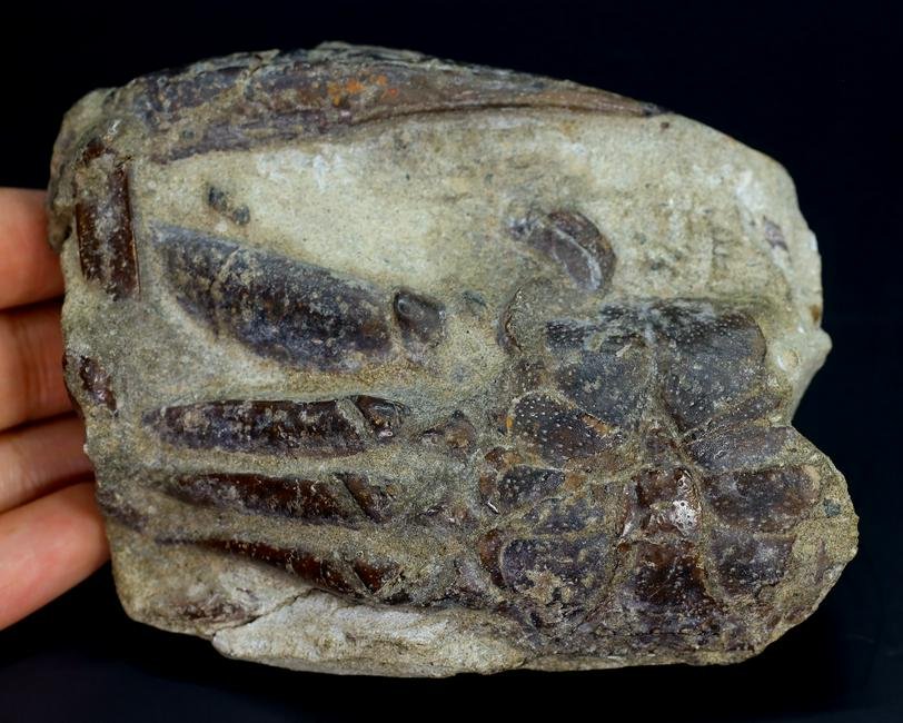 221g Rare Crab Fossil on Matrix Discover in Southeast Asian 10x7.5cm (1 of 5)