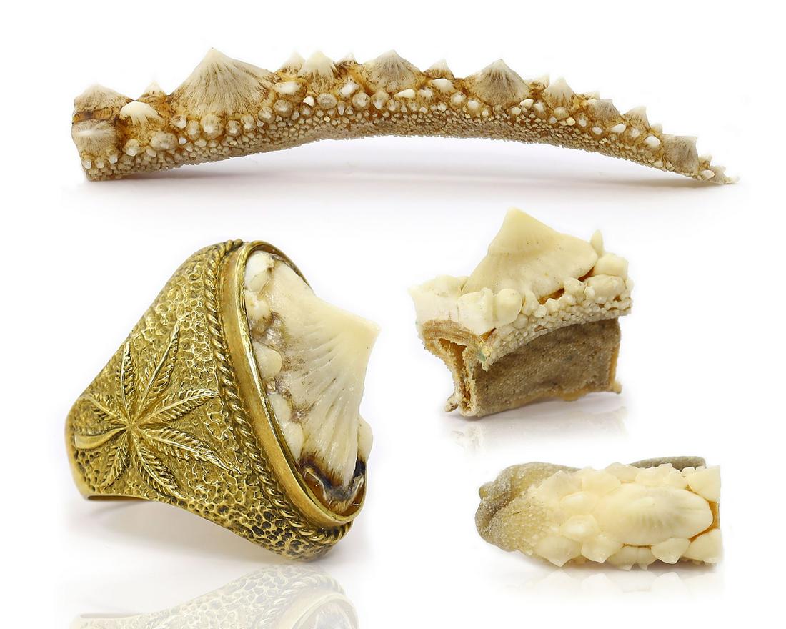 Group of Stingray Skin Leather Products Brass Ring Size 11 1/2: Dimension: 3 7/64 inches Thousand Planet Auction House Season 2 Asian Treasure Hunt Auction, auction including Abstract Oil Painting, Sculptures & Carvings, Statues & Statuettes, Bust Carving, Signet