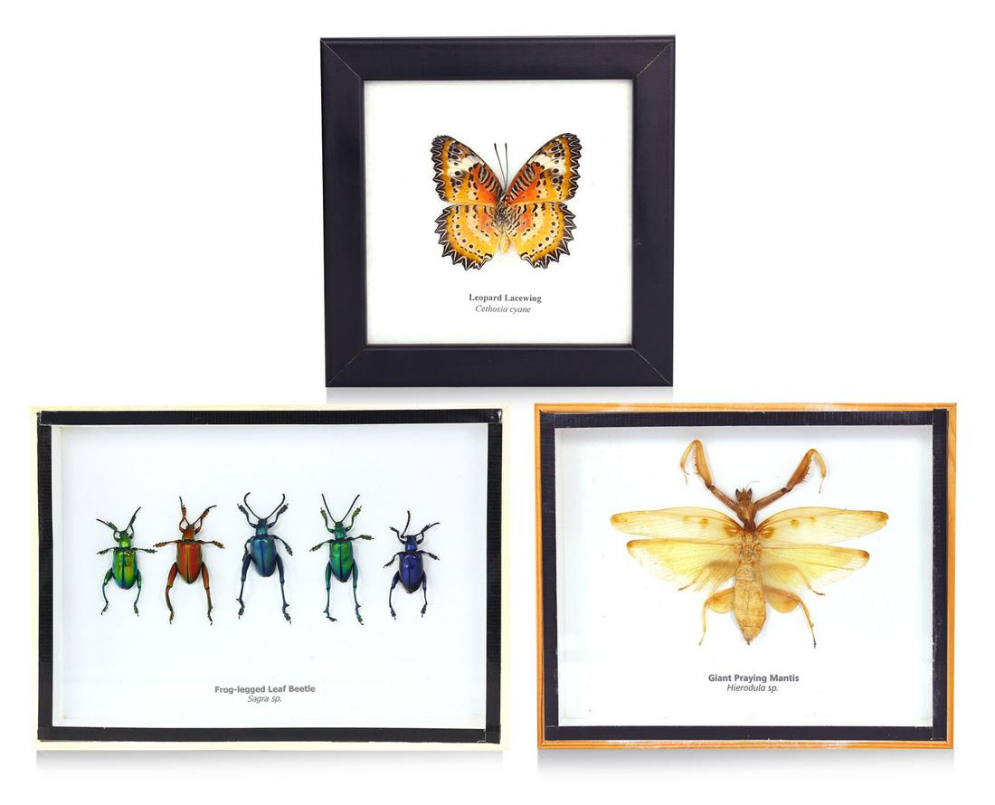 3 Frames of Butterfly Weevil Beetles Giant Praying Mantis Specimens: Dimension: 7 3/32 inches Thousand Planet Auction House Season 2 Asian Treasure Hunt Auction, auction including Abstract Oil Painting, Sculptures & Carvings, Statues & Statuettes, Bust Carving, Signet