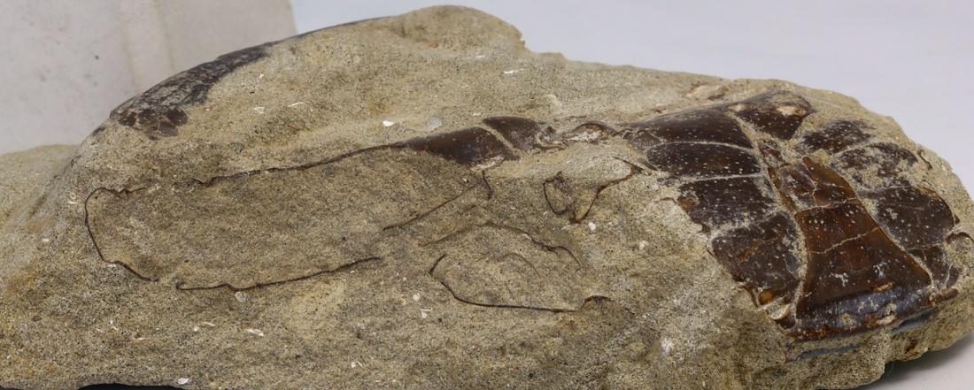 Rare Crab Fossil On Matrix Discover In Southeast Asian: Dimension:4 17/32 inches Thousand Planet Auction House Season 2 Asian Treasure Hunt Auction, auction including Abstract Oil Painting, Sculptures & Carvings, Statues & Statuettes, Bust Carving, Signet