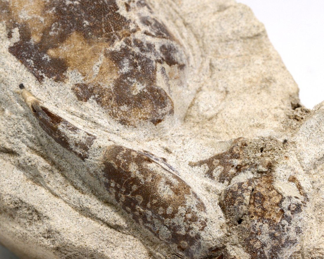 Rare Crab Fossil On Matrix Discover In Southeast Asian: Dimension: 5 1/8 inches Thousand Planet Auction House Season 2 Asian Treasure Hunt Auction, auction including Abstract Oil Painting, Sculptures & Carvings, Statues & Statuettes, Bust Carving, Signet R