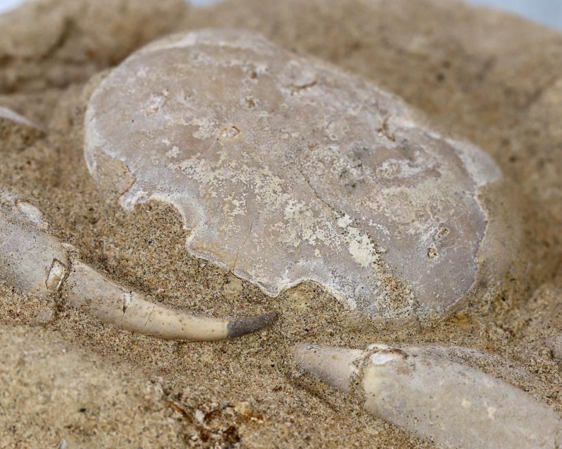 Rare Crab Fossil On Matrix Discover In Southeast Asian: Dimension: 6 1/2 inches Thousand Planet Auction House Season 2 Asian Treasure Hunt Auction, auction including Abstract Oil Painting, Sculptures & Carvings, Statues & Statuettes, Bust Carving, Signet R