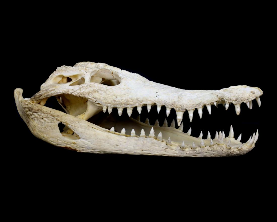 Siamese Crocodile skill-Crocodylus siamensis: Dimension: 10 5/8inches Thousand Planet Auction House Season 2 Asian Treasure Hunt Auction, auction including Abstract Oil Painting, Sculptures & Carvings, Statues & Statuettes, Bust Carving, Signet R