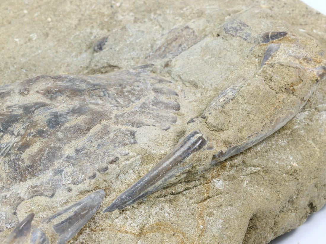 Rare Crab Fossil On Matrix Discover In Southeast Asian: Dimension: 7 3/32 inches Thousand Planet Auction House Season 2 Asian Treasure Hunt Auction, auction including Abstract Oil Painting, Sculptures & Carvings, Statues & Statuettes, Bust Carving, Signet