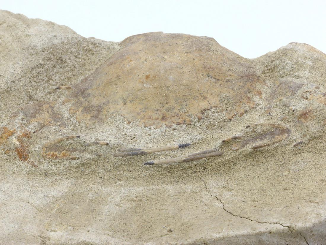 Rare Crab Fossil On Matrix Discover In Southeast Asian: Dimension: 4 59/64 inches Thousand Planet Auction House Season 2 Asian Treasure Hunt Auction, auction including Abstract Oil Painting, Sculptures & Carvings, Statues & Statuettes, Bust Carving, Signet