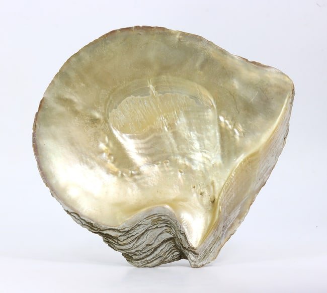 7.9" The Mother of Pearl Oyster Shell for Decor Tribal Art (1 of 2)