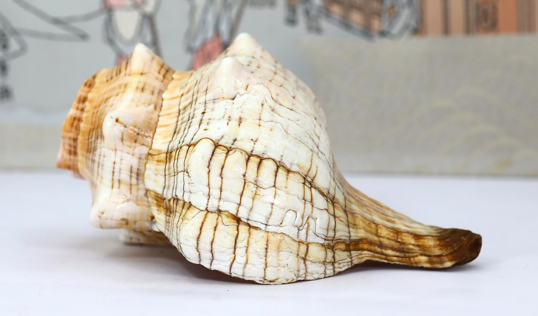 6.3" Conch Shell For Home Decoration (1 of 4)