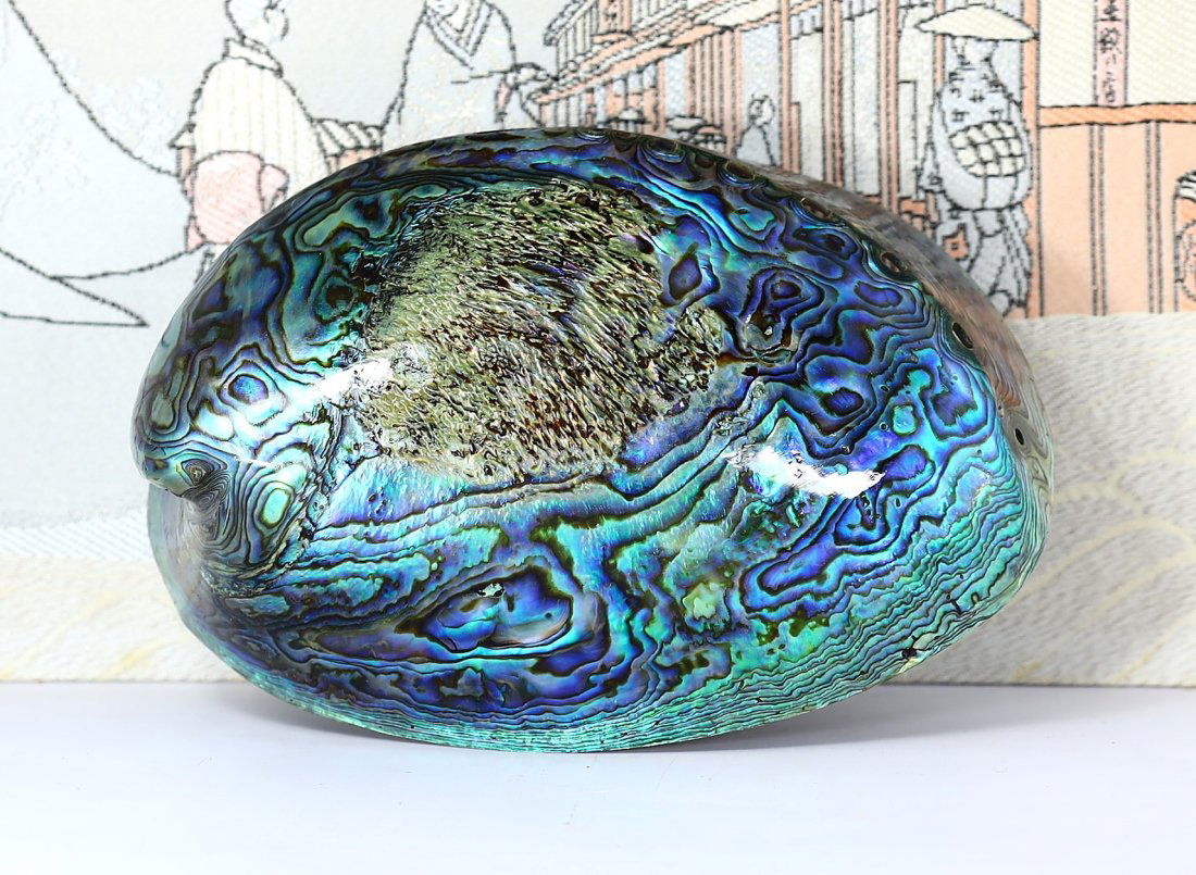 Fully Polished Abalone Shell Mother of Pearl Paua New Zealand Sea Snail (1 of 4)