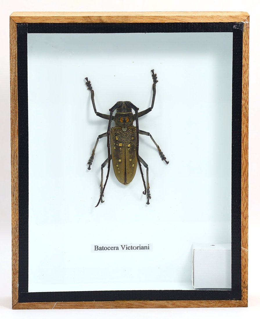 Frame of Batocera Victoriani Longhorn Beetle Insect Specimen (1 of 2)