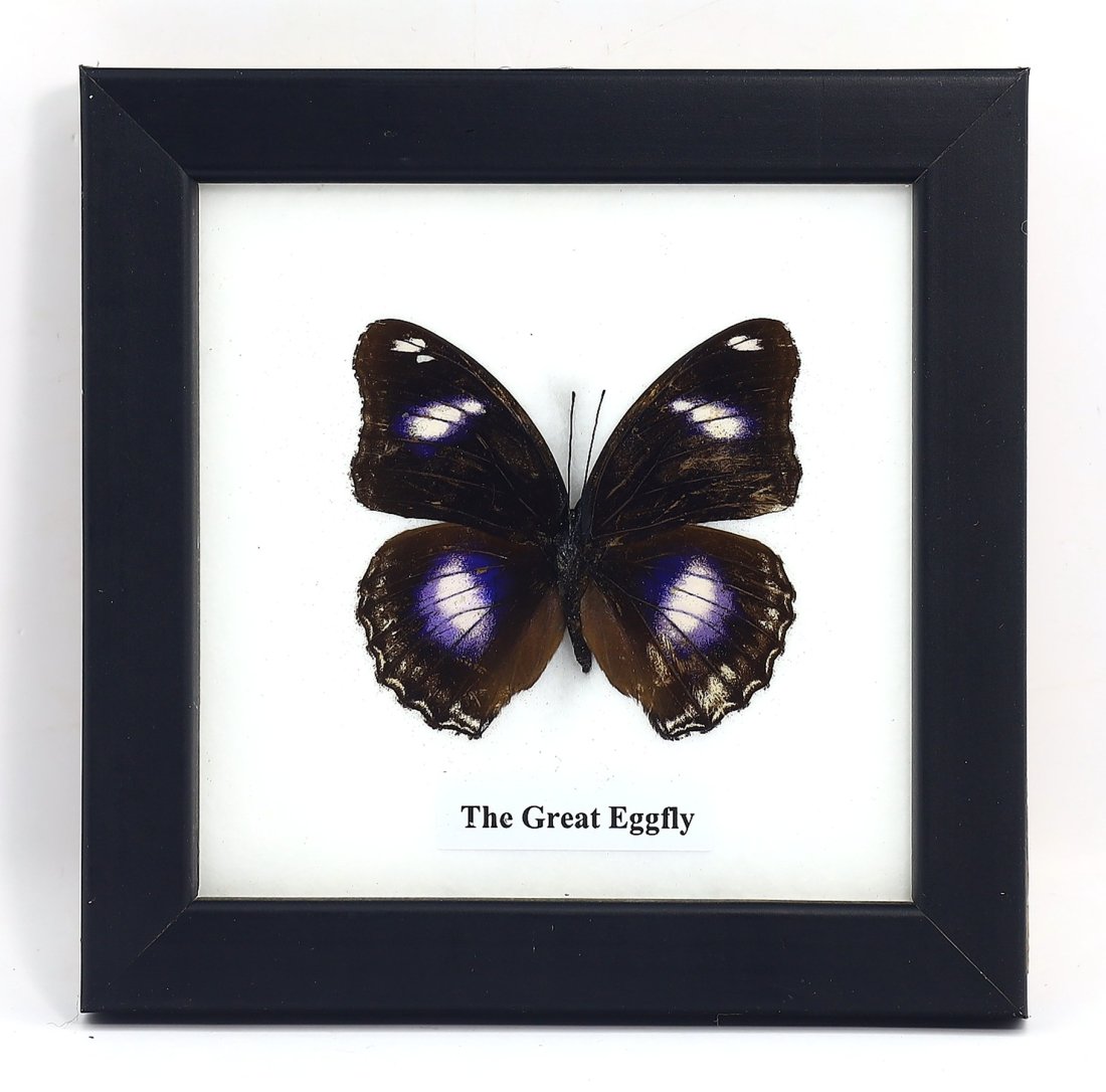 Frame of The Great Eggfly Butterfly Specimen (1 of 3)