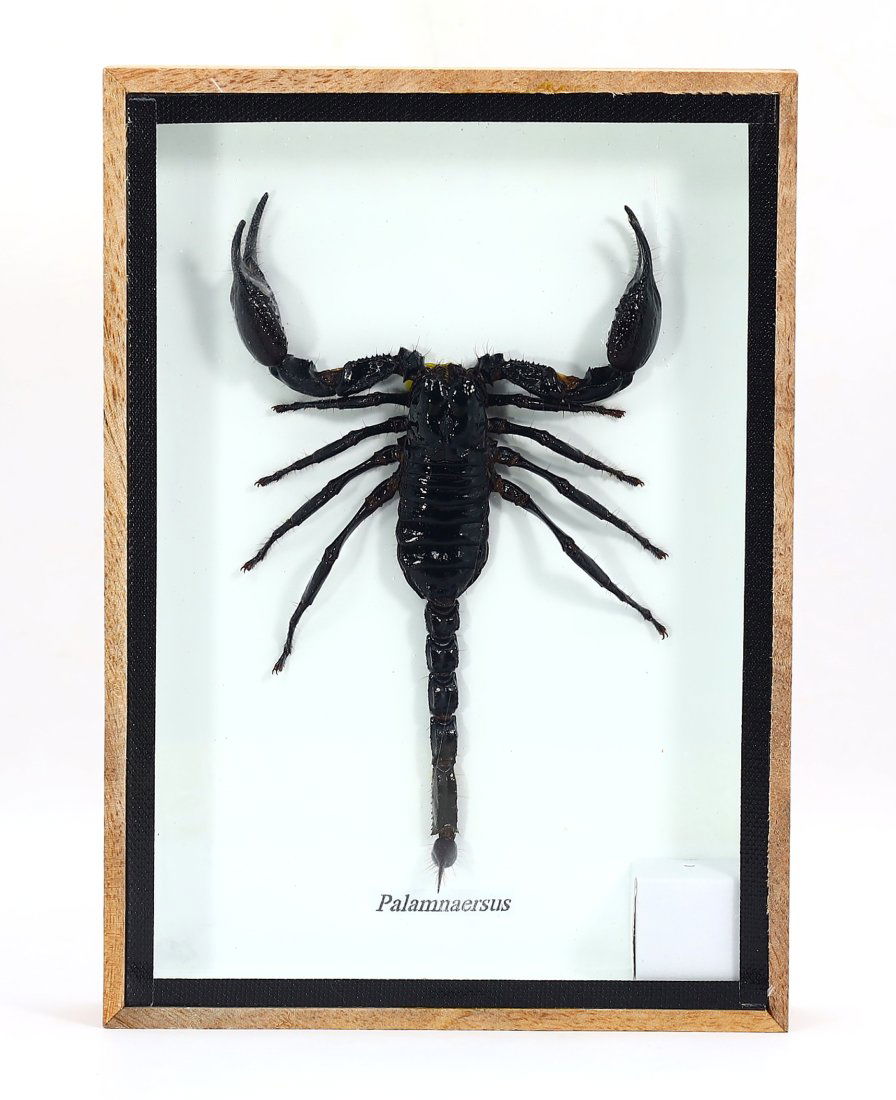 Exotic Poisonous Scorpion Preserved Taxidermy Insect Bug Collection Framed (1 of 2)