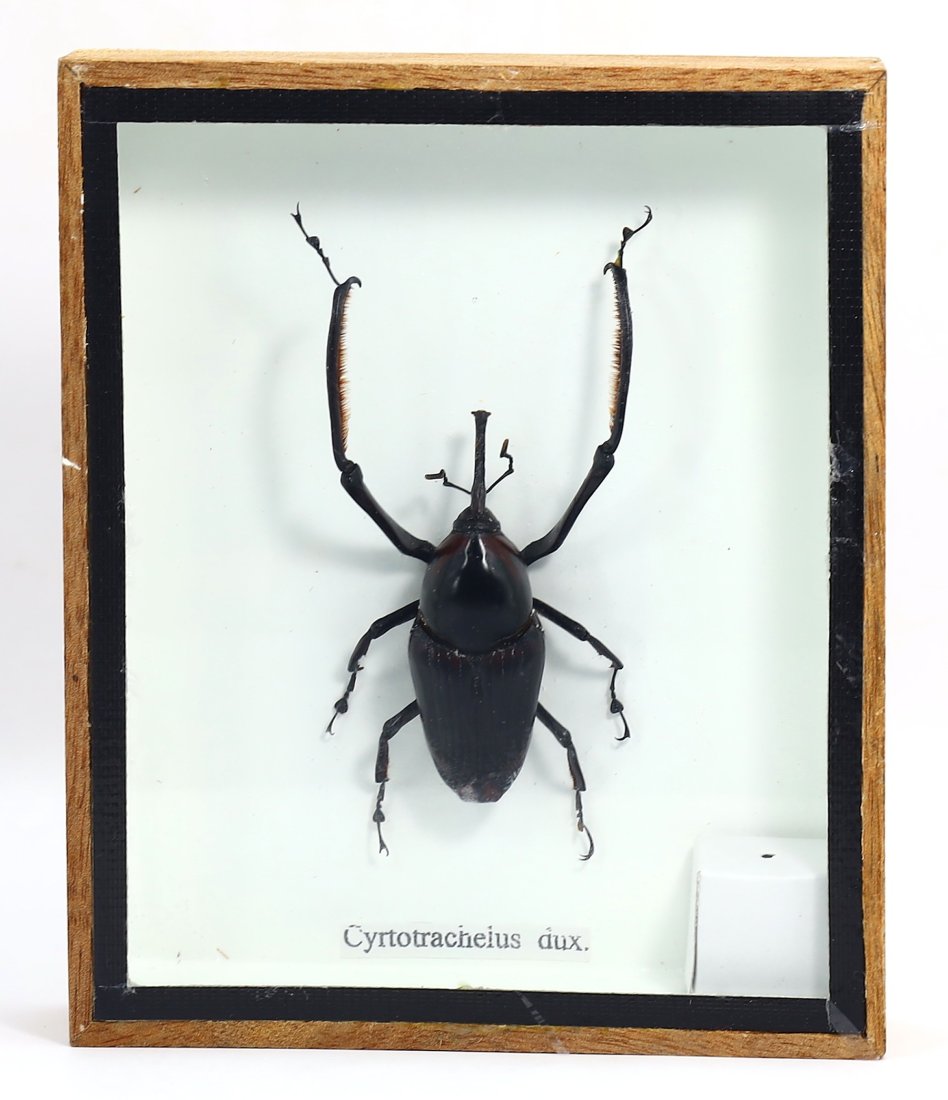 Frame of Cyrtotrachelus Dux Insect Long Armed Bamboo Weevil Specimen (1 of 2)