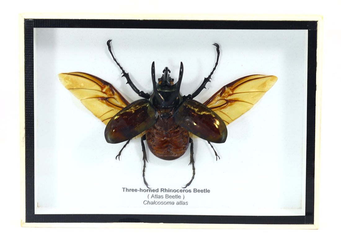 Frame of Three-horned Rhinoceros Beetle ( Atlas Beetle ) Chalcosoma Atlas Insect Specimen: 13x18cm Weight: 191 grams (Before Packing) Thousand Planet Auction House Season 4: Ten2Go August Collection Auction. A bargain hunter's, fixer-upper's, and pack-rat's dream come true! Our Ten2Go "ware