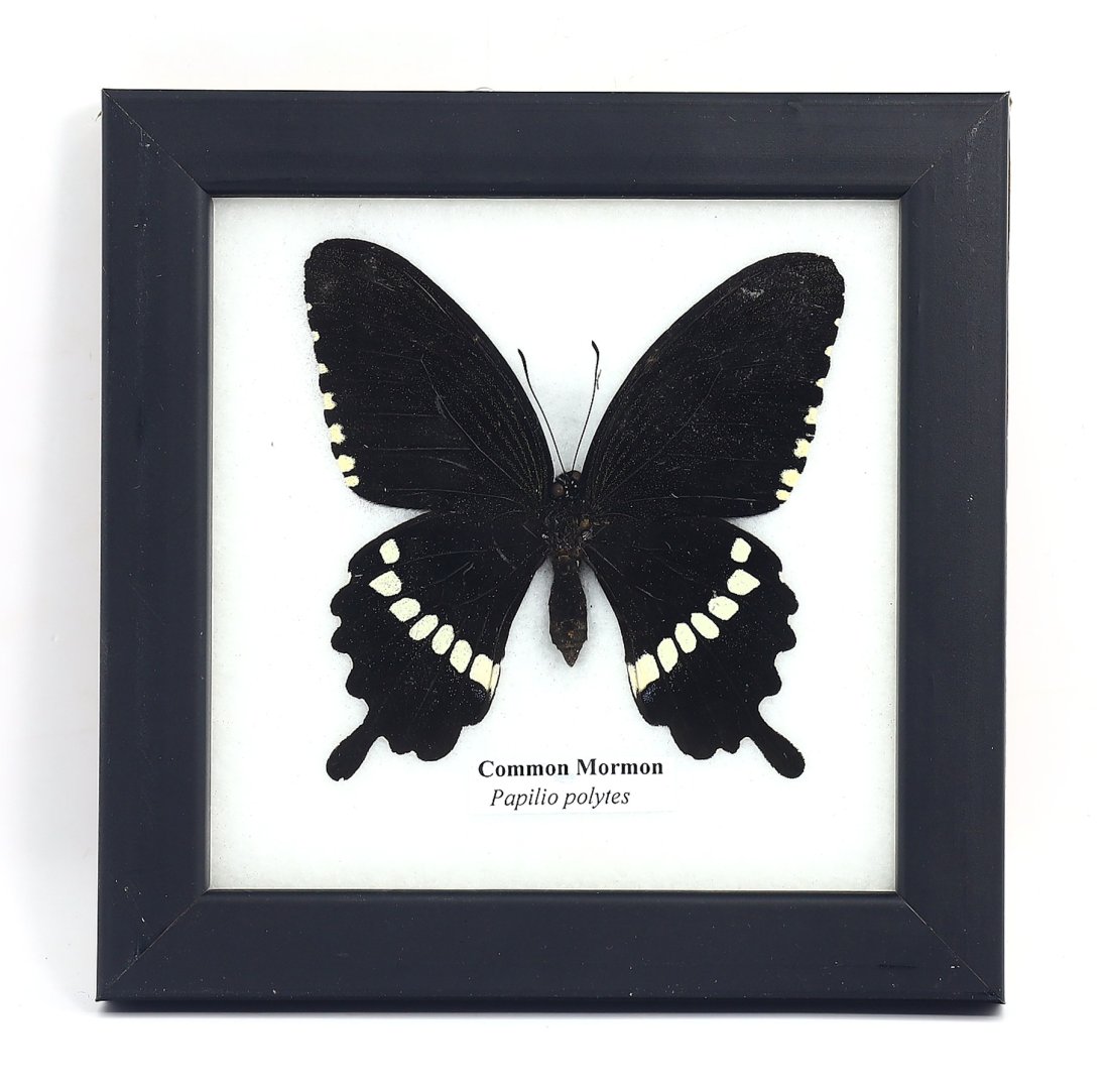 Frame of Common Mormon Papilio Polytes Butterfly Specimen: 12.5x12.5cm Weight: 98 grams (Before Packing) Thousand Planet Auction House Season 4: Ten2Go August Collection Auction. A bargain hunter's, fixer-upper's, and pack-rat's dream come true! Our Ten2Go "w