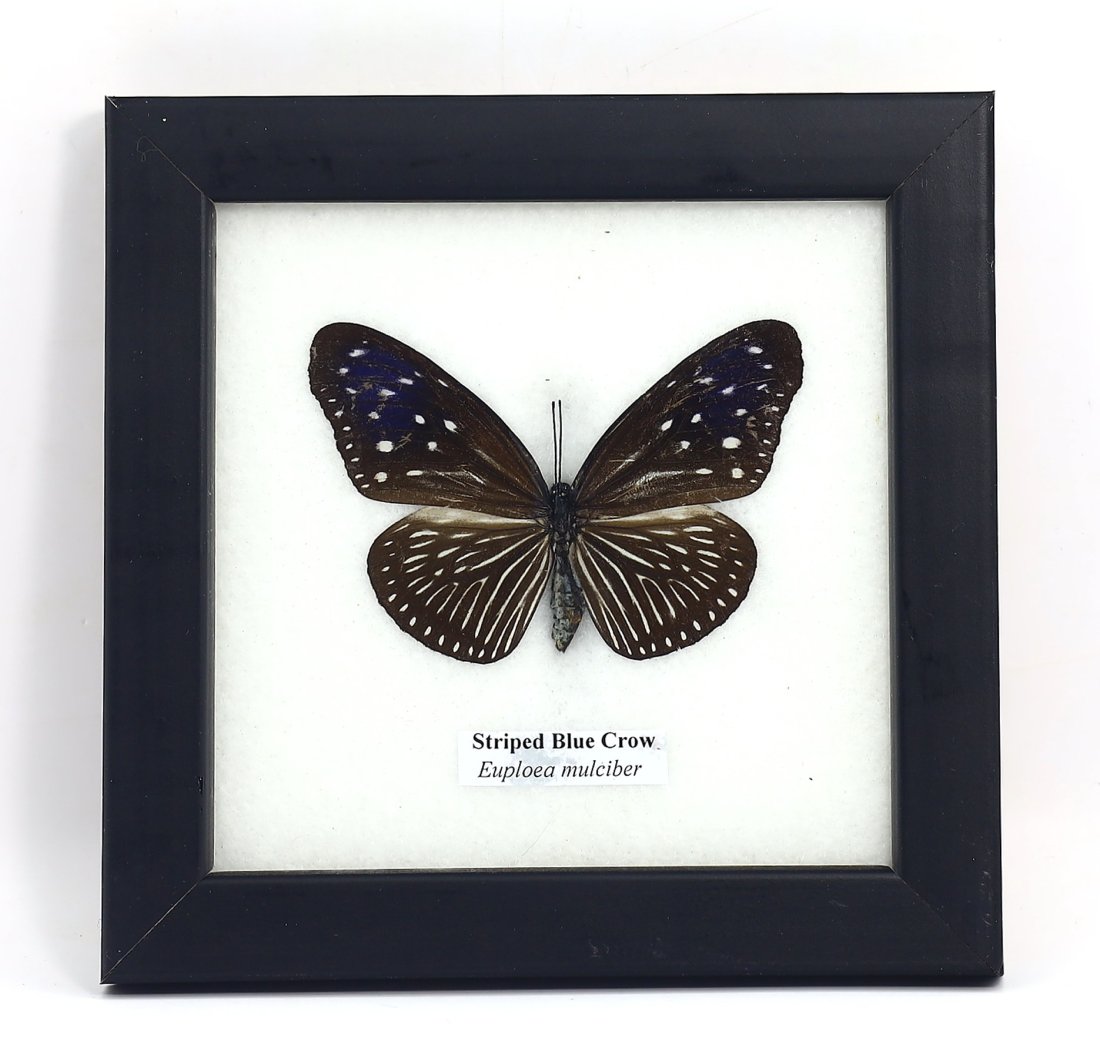 Frame of Striped Blue Crow Euploea Mulciber Butterfly Specimen (1 of 3)