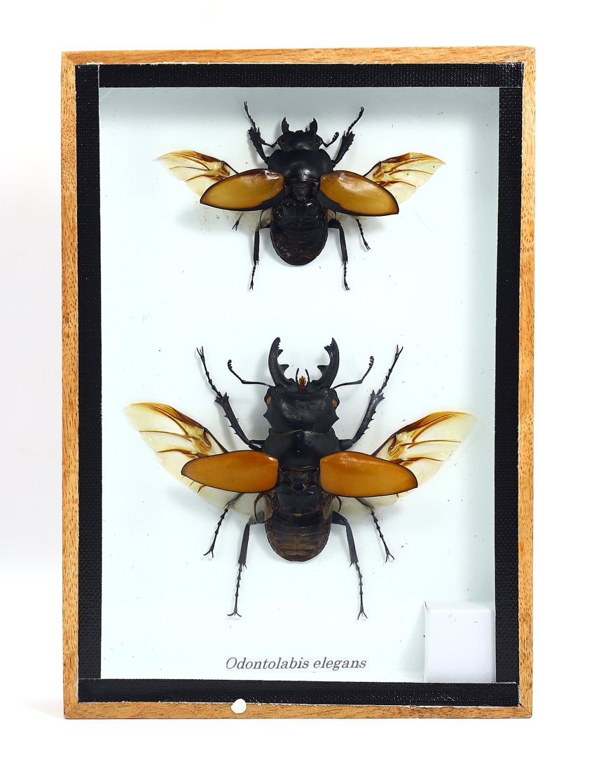 Frame of Taxonomy Giant Stag Beetle Odontolabis Elegans Insect Specimen: 12.5x17.5cm Weight: 195 grams (Before Packing) Thousand Planet Auction House Season 4: Ten2Go August Collection Auction. A bargain hunter's, fixer-upper's, and pack-rat's dream come true! Our Ten2Go "