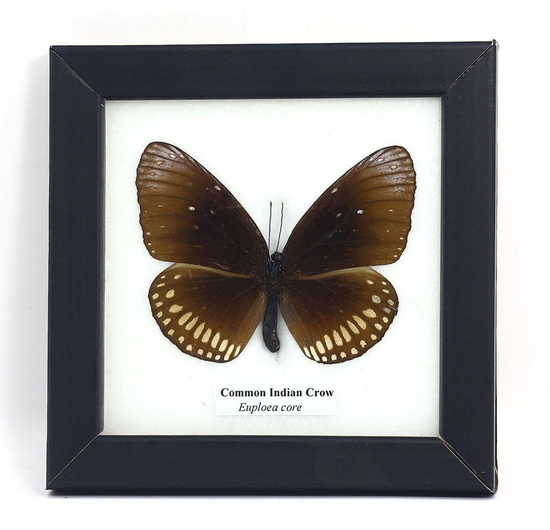 Frame of Common Indian Crow Euploea Core Butterfly Specimen (1 of 3)