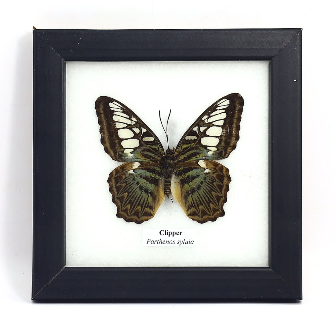 Frame of Clipper Parthenos Syluia Butterfly Specimen Taxidermy Collection (1 of 3)