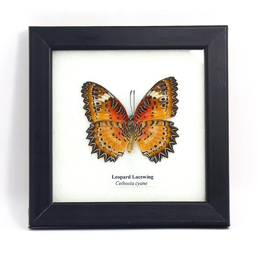 Frame of Leopard Lacewing Cethosia Cyane Butterfly Specimen Taxidermy Collection (1 of 3)
