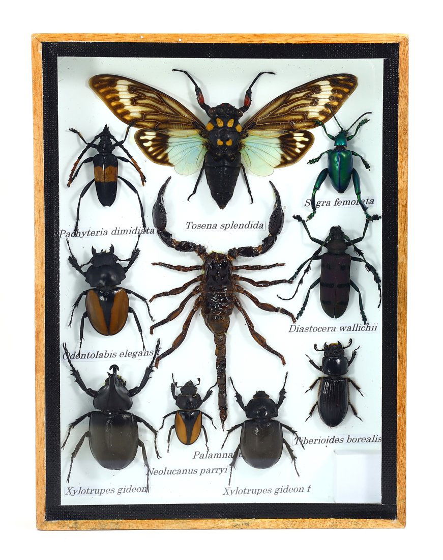 Frame of Mixed Insects & Scorpion & Butterfly Specimens Taxidermy Collection (1 of 2)