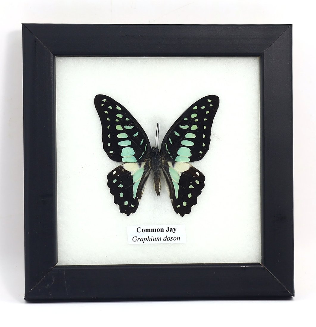 Frame of Common Jay Graphium Doson Butterfly Specimen Taxidermy Collection: 12.5x12.5cm Weight: 102 grams (Before Packing) Thousand Planet Auction House Season 4: Ten2Go August Collection Auction. A bargain hunter's, fixer-upper's, and pack-rat's dream come true! Our Ten2Go "