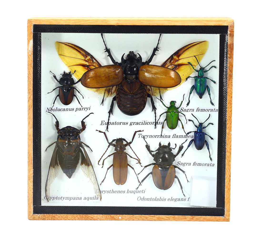 Frame of Mixed Insects Specimens Taxidermy Collection (1 of 2)