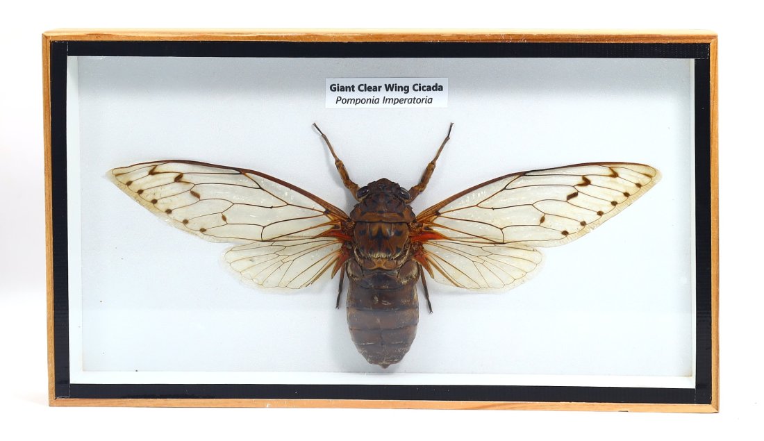 Frame of Giant Clear Wing Cicada Pomponia Imperatoria Insect Specimen Taxidermy Collection (1 of 2)