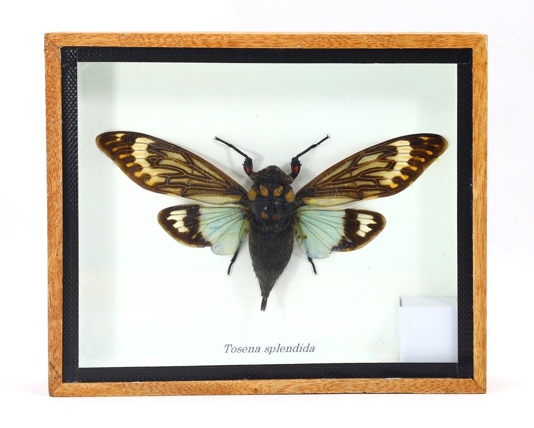 Real Exotic Cicada Opens Wings Taxidermy Collection Framed in a Wooden Box As Pictured: 12.5x15cm Weight: 175 grams (Before Packing) Thousand Planet Auction House Season 4: Ten2Go August Collection Auction. A bargain hunter's, fixer-upper's, and pack-rat's dream come true! Our Ten2Go "wa