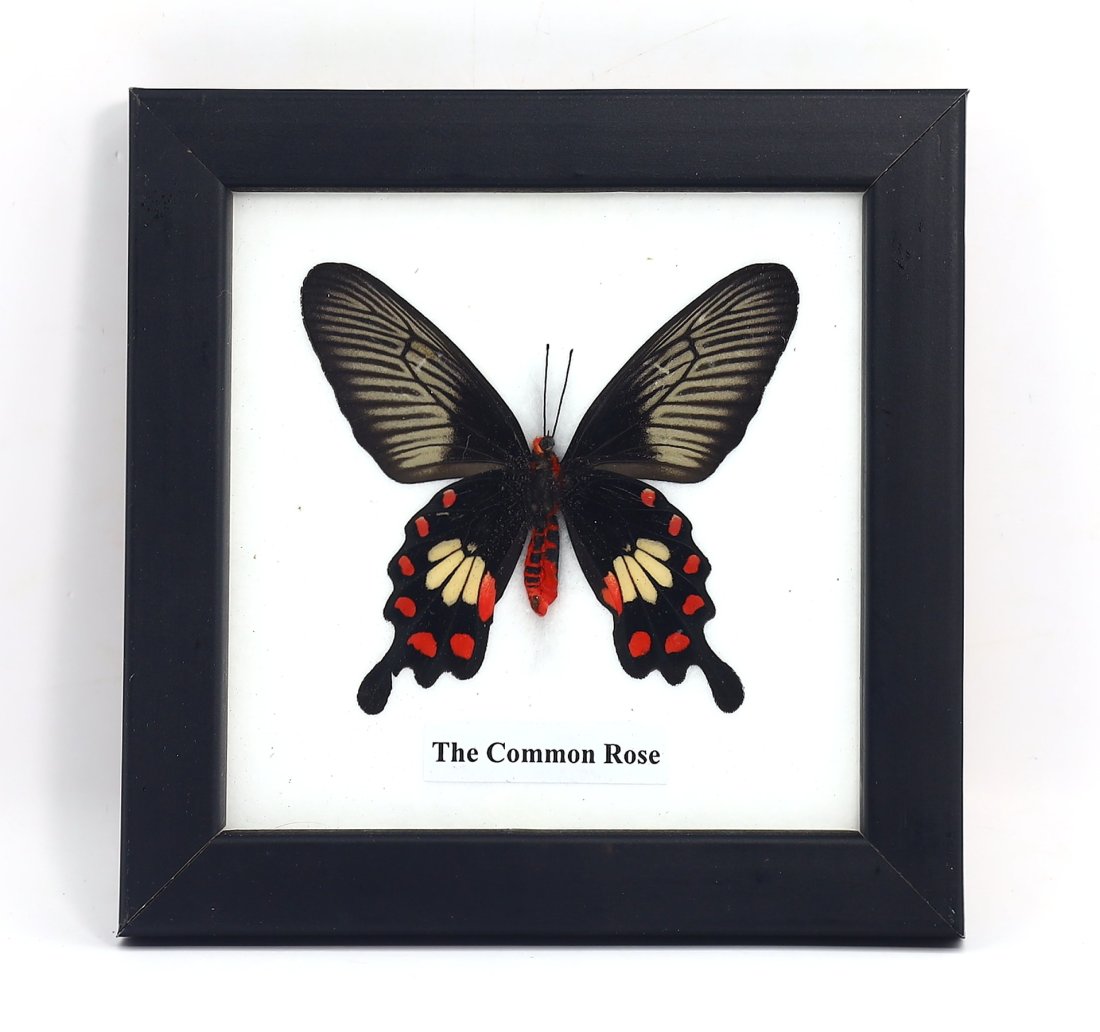 Frame of The Common Rose Butterfly Specimen Taxidermy Collection (1 of 3)