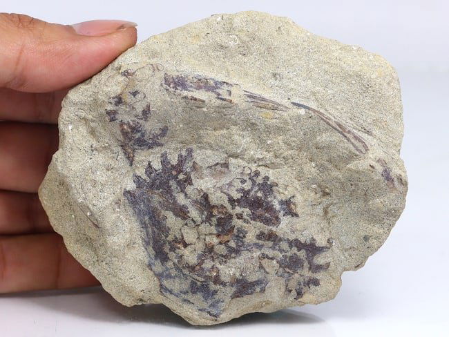 Rare Crab Fossil On Matrix Discover In Southeast Asian: 8x9cm Weight: 261 grams (Before Packing) Thousand Planet Auction House Season 4: Ten2Go August Collection Auction. A bargain hunter's, fixer-upper's, and pack-rat's dream come true! Our Ten2Go "wareho