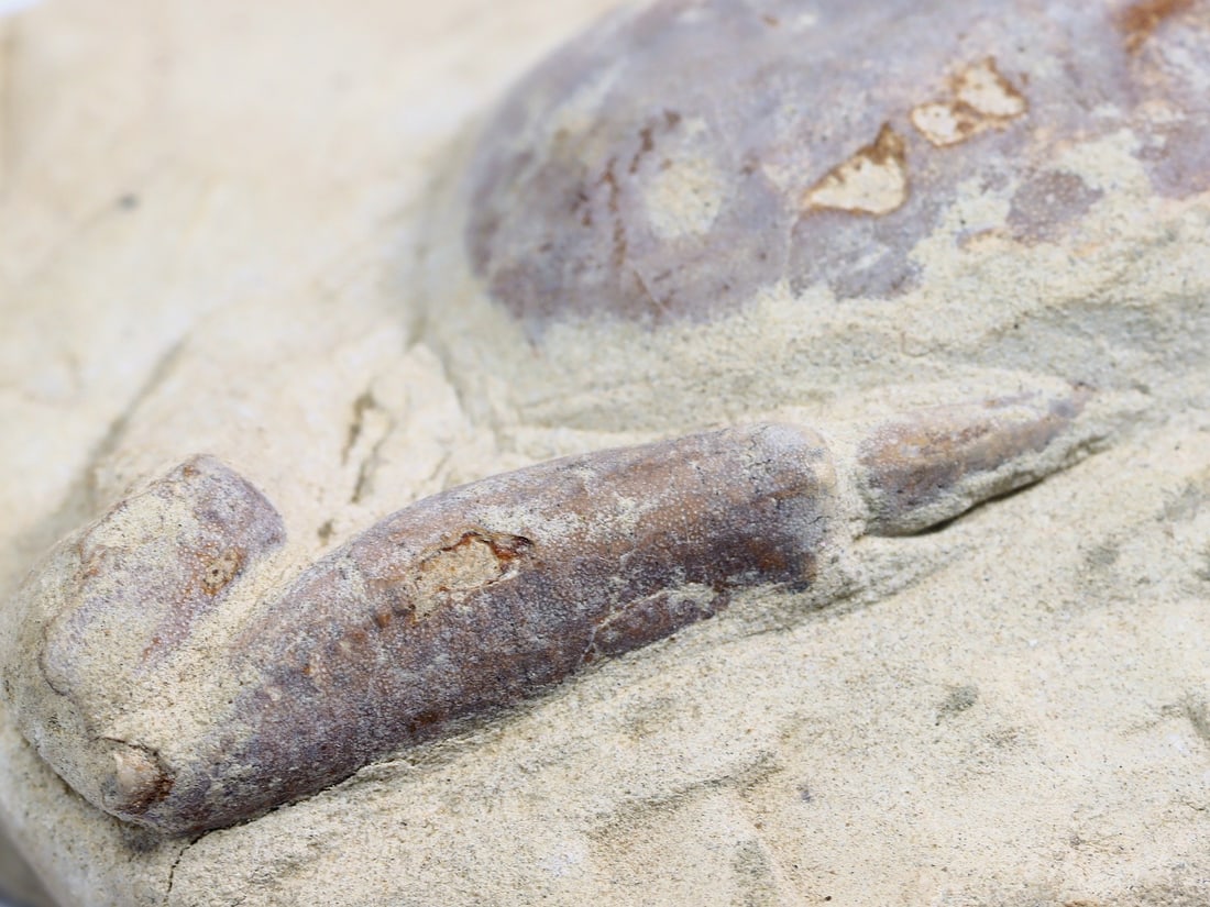 Rare Crab Fossil On Matrix Discover In Southeast Asian: 9x13cm Weight: 401 grams (Before Packing) Thousand Planet Auction House Season 4: Ten2Go August Collection Auction. A bargain hunter's, fixer-upper's, and pack-rat's dream come true! Our Ten2Go "wareh