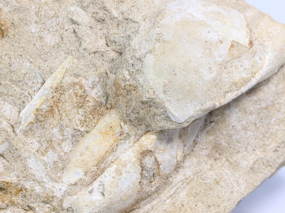 Rare Crab Fossil On Matrix Discover In Southeast Asian: 8x10cm Weight: 258 grams (Before Packing) Thousand Planet Auction House Season 4: Ten2Go August Collection Auction. A bargain hunter's, fixer-upper's, and pack-rat's dream come true! Our Ten2Go "wareh