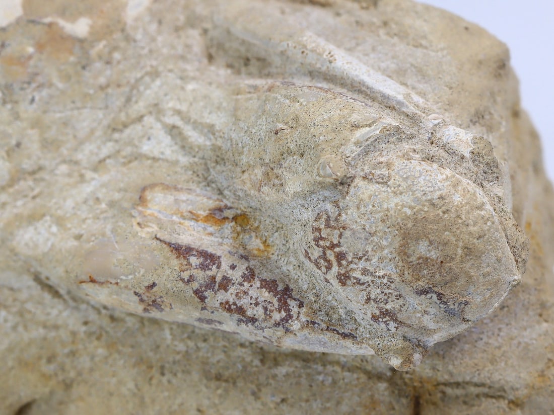 Rare Crab Fossil On Matrix Discover In Southeast Asian: 7.5x12.5cm Weight: 288 grams (Before Packing) Thousand Planet Auction House Season 4: Ten2Go August Collection Auction. A bargain hunter's, fixer-upper's, and pack-rat's dream come true! Our Ten2Go "w