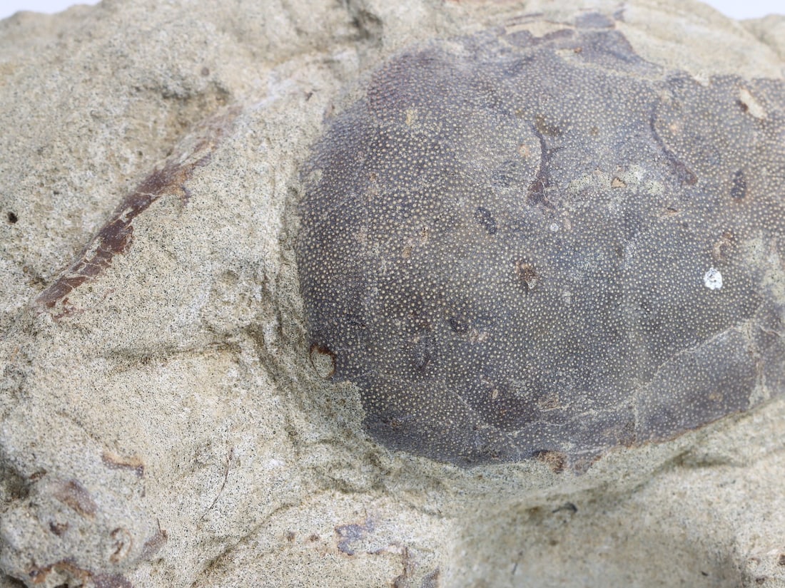 Rare Crab Fossil On Matrix Discover In Southeast Asian: 7x13cm Weight: 227 grams (Before Packing) Thousand Planet Auction House Season 4: Ten2Go August Collection Auction. A bargain hunter's, fixer-upper's, and pack-rat's dream come true! Our Ten2Go "wareh