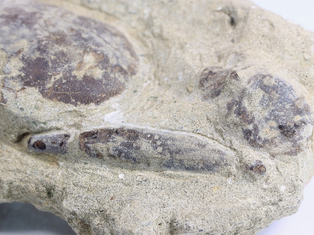 Rare Crab Fossil On Matrix Discover In Southeast Asian: 7x14cm Weight: 306 grams (Before Packing) Thousand Planet Auction House Season 4: Ten2Go August Collection Auction. A bargain hunter's, fixer-upper's, and pack-rat's dream come true! Our Ten2Go "wareh