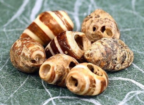 Seven Ancient Western Asiatic Stripes Color Shell Beads Near East Asian Art Collection: 12.4x9.6mm Weight: 3.9 Grams (Before Packing) Thousand Planet Auction House Season 5: Ten2Go Antique Beads Collection Auction. A bargain hunter's, fixer-upper's, and pack-rat's dream come true! Our Te