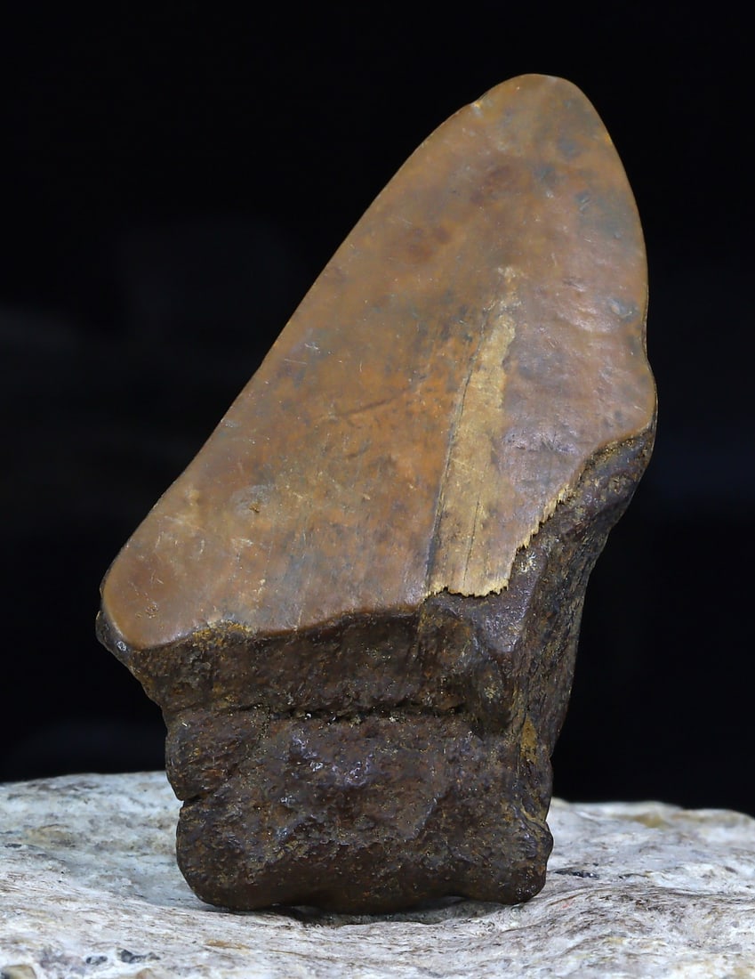 Real Megalodon Dinosaur Shark Tooth Jaw Teeth Bone Fossil: 6x3x1.5cm Weight: 26.5 Grams (Before Packing) Thousand Planet Auction House Season 5: Ten2Go Antique Beads Collection Auction. A bargain hunter's, fixer-upper's, and pack-rat's dream come true! Our Te