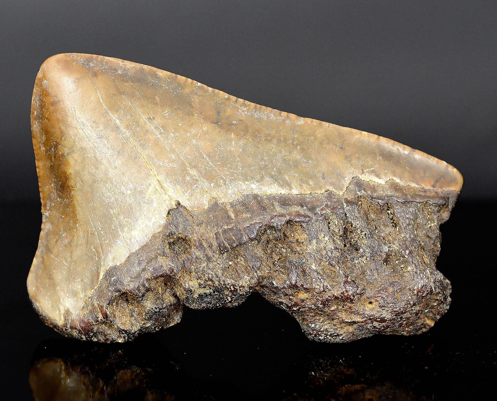 Real Megalodon Dinosaur Shark Tooth Jaw Teeth Bone Fossil: 5x3x1.5cm Weight: 18.2 Grams (Before Packing) Thousand Planet Auction House Season 5: Ten2Go Antique Beads Collection Auction. A bargain hunter's, fixer-upper's, and pack-rat's dream come true! Our Te