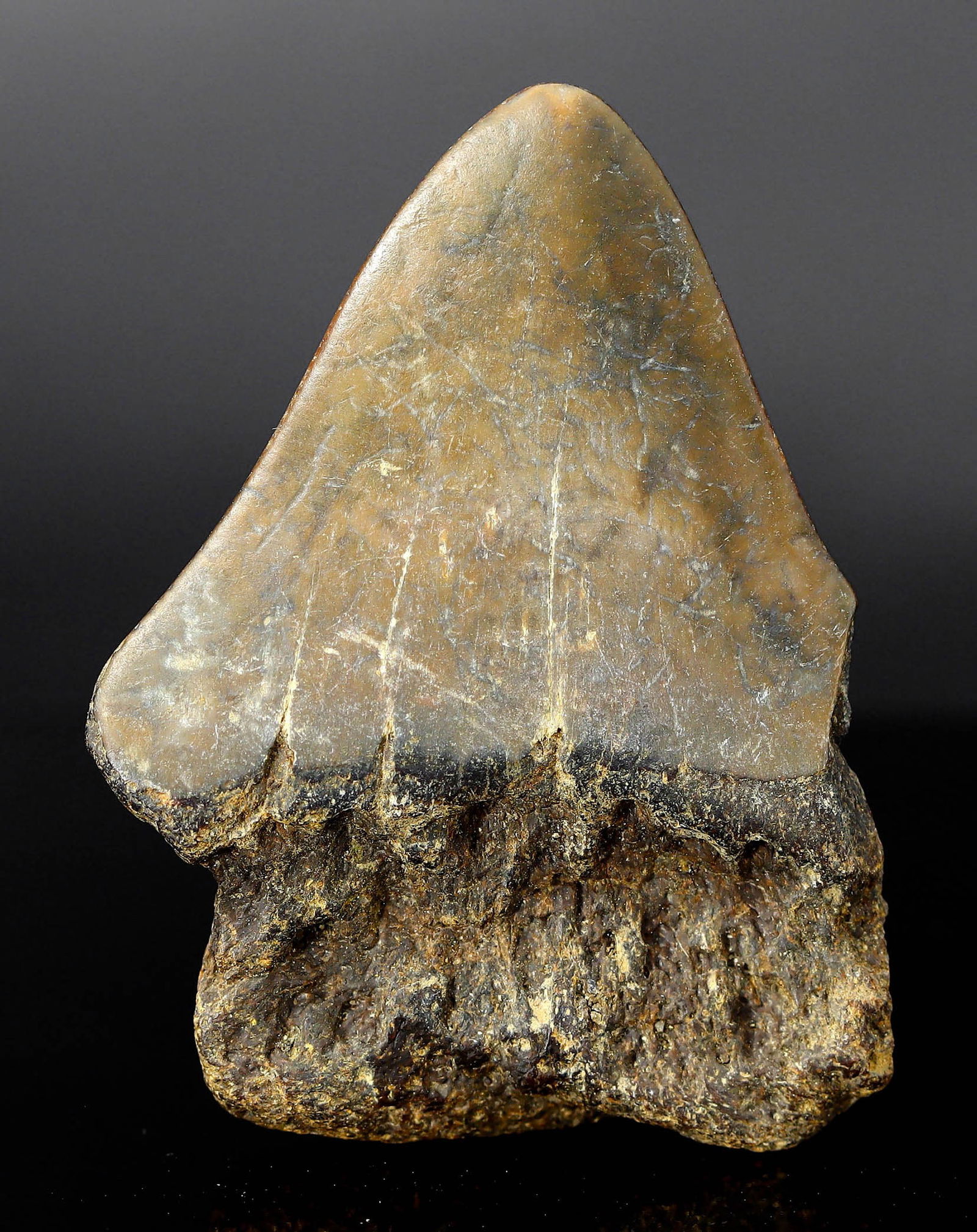 Real Megalodon Dinosaur Shark Tooth Jaw Teeth Bone Fossil: 5x3.5x1.5cm Weight: 19.3 Grams (Before Packing) Thousand Planet Auction House Season 5: Ten2Go Antique Beads Collection Auction. A bargain hunter's, fixer-upper's, and pack-rat's dream come true! Our