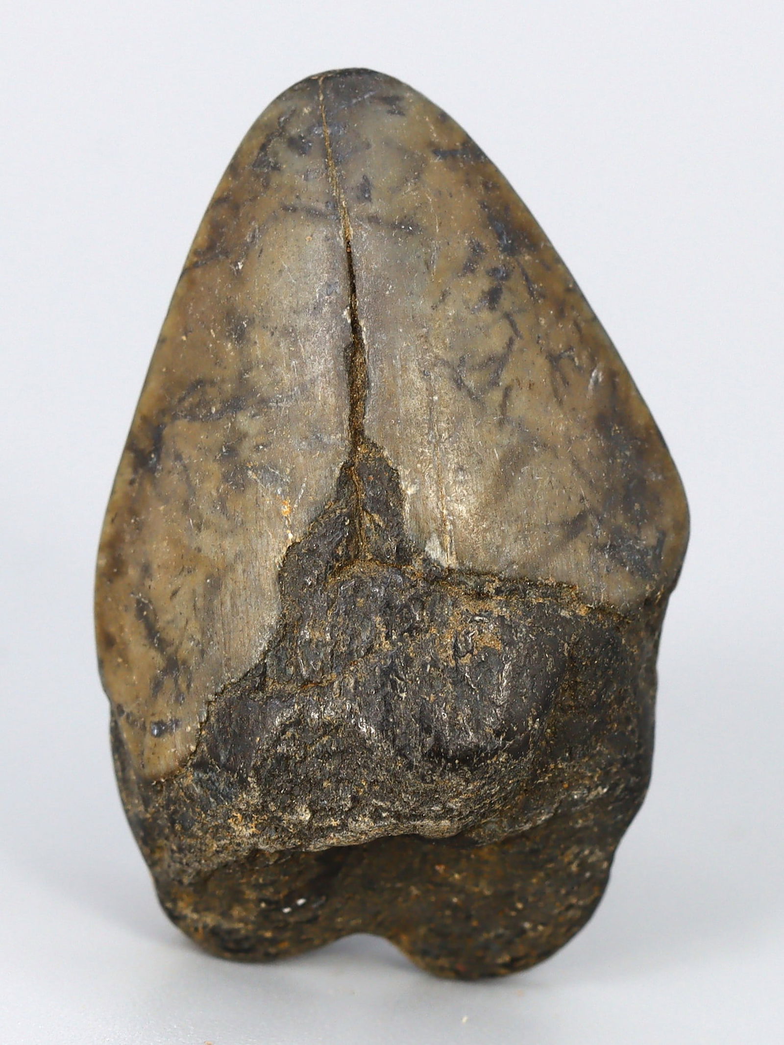 Real Megalodon Dinosaur Shark Tooth Jaw Teeth Bone Fossil: 3x2x1cm Weight: 8 Grams (Before Packing) Thousand Planet Auction House Season 5: Ten2Go Antique Beads Collection Auction. A bargain hunter's, fixer-upper's, and pack-rat's dream come true! Our Ten2Go