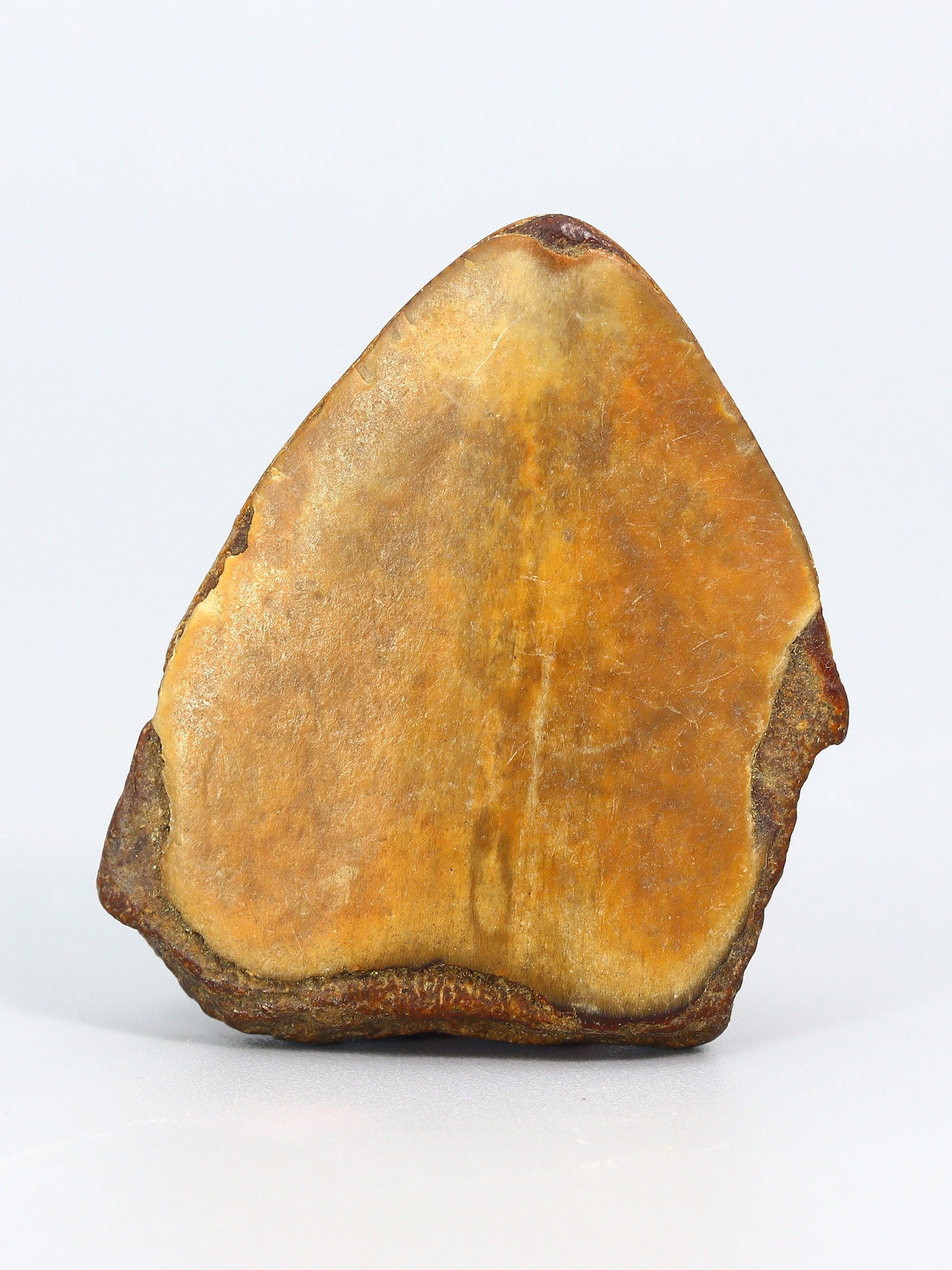 Real Megalodon Dinosaur Shark Tooth Jaw Teeth Bone Fossil: 4x3x1Cm Weight: 17.4 gaems (Before Packing) Thousand Planet Auction House Season 5: Ten2Go Antique Beads Collection Auction. A bargain hunter's, fixer-upper's, and pack-rat's dream come true! Our Ten2