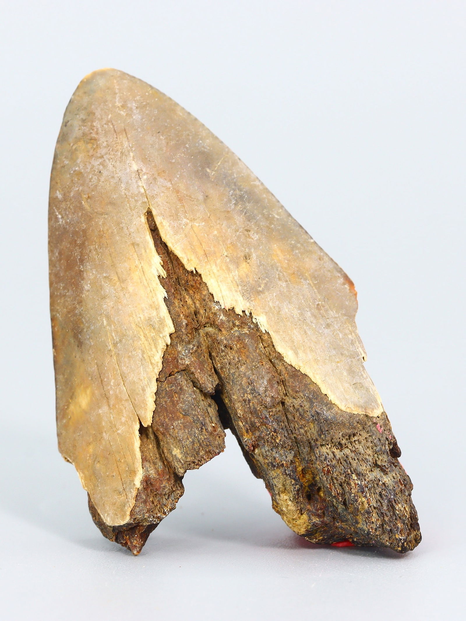 Real Megalodon Dinosaur Shark Tooth Jaw Teeth Bone Fossil: 5.5x3x1Cm Weight: 15.2 gaems (Before Packing) Thousand Planet Auction House Season 5: Ten2Go Antique Beads Collection Auction. A bargain hunter's, fixer-upper's, and pack-rat's dream come true! Our Te