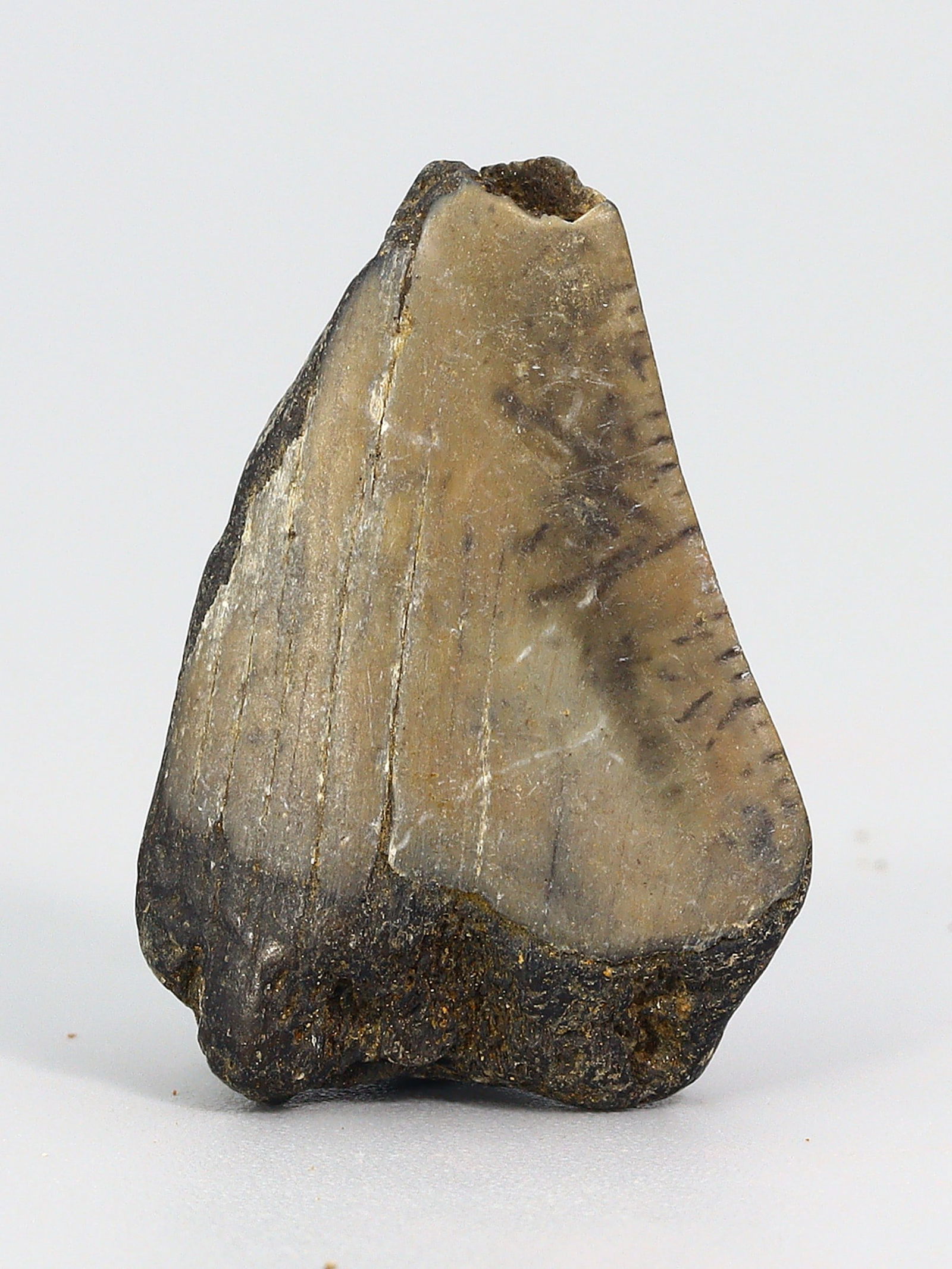 Real Megalodon Dinosaur Shark Tooth Jaw Teeth Bone Fossil: 2.5x2x1Cm Weight: 5 gaems (Before Packing) Thousand Planet Auction House Season 5: Ten2Go Antique Beads Collection Auction. A bargain hunter's, fixer-upper's, and pack-rat's dream come true! Our Ten2G